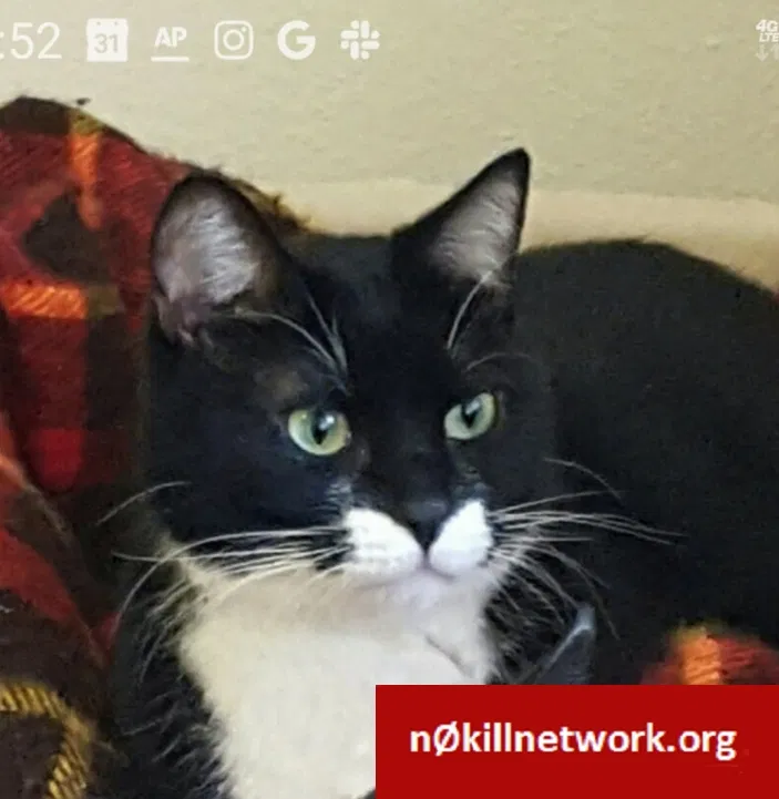 Lost cat in Lake Oswego, OR, 97034