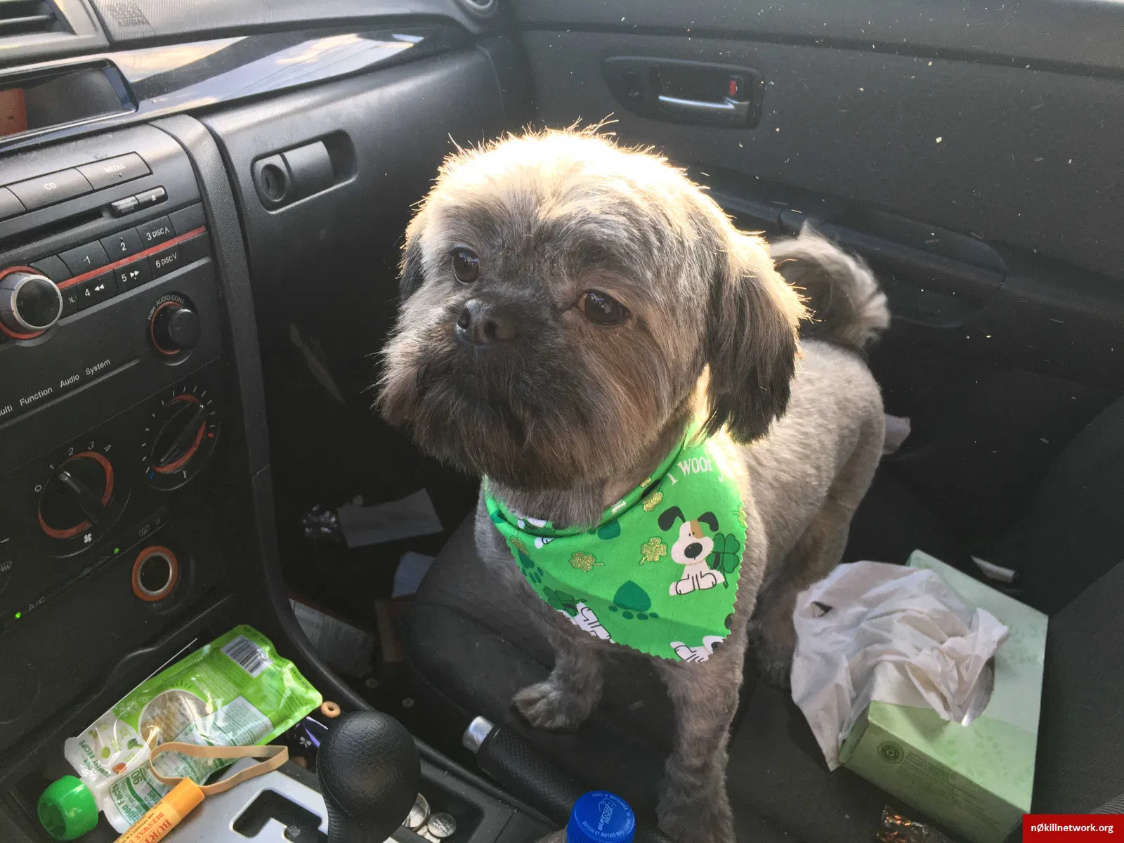 Lost dog in Huntsville, AL, 35810