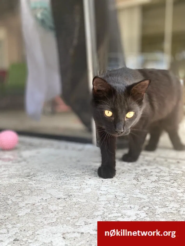 Lost cat in Orlando, FL, 32837