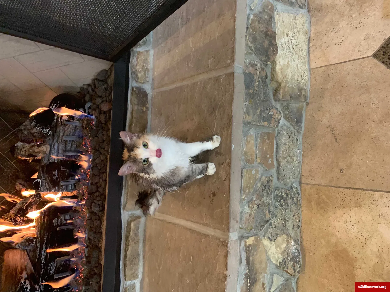 Lost cat in North Salt Lake, UT, 84054