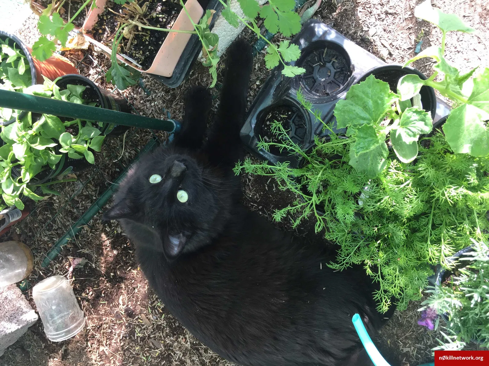 Lost cat in Santa Monica, CA, 90403
