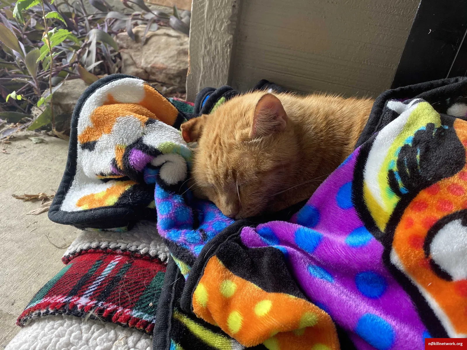 Lost cat in Lewisville, TX, 75067