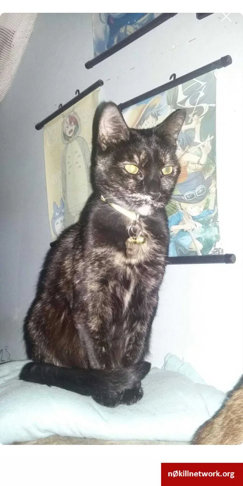 Lost cat in Warren, MI, 48091