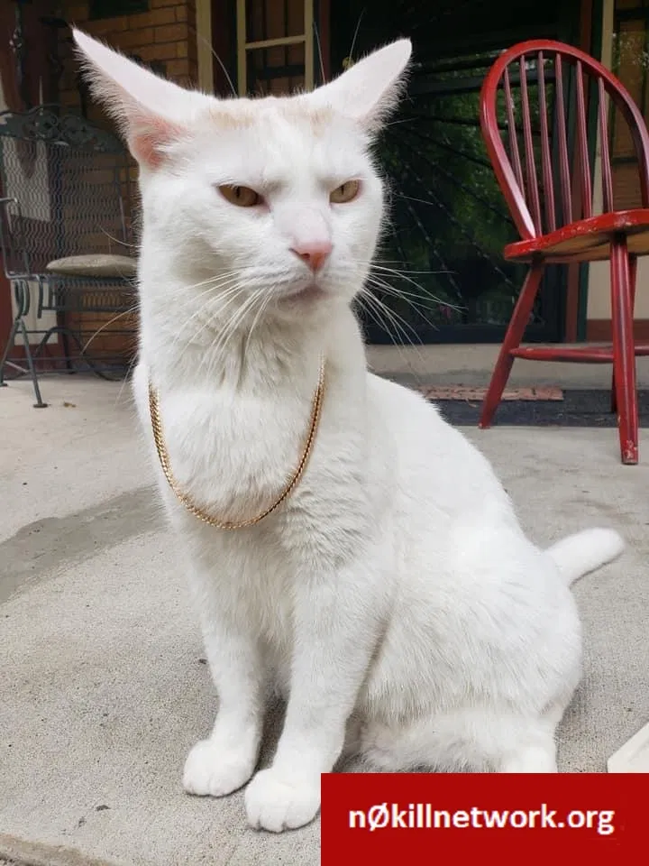 Lost cat in Detroit, MI, 48202