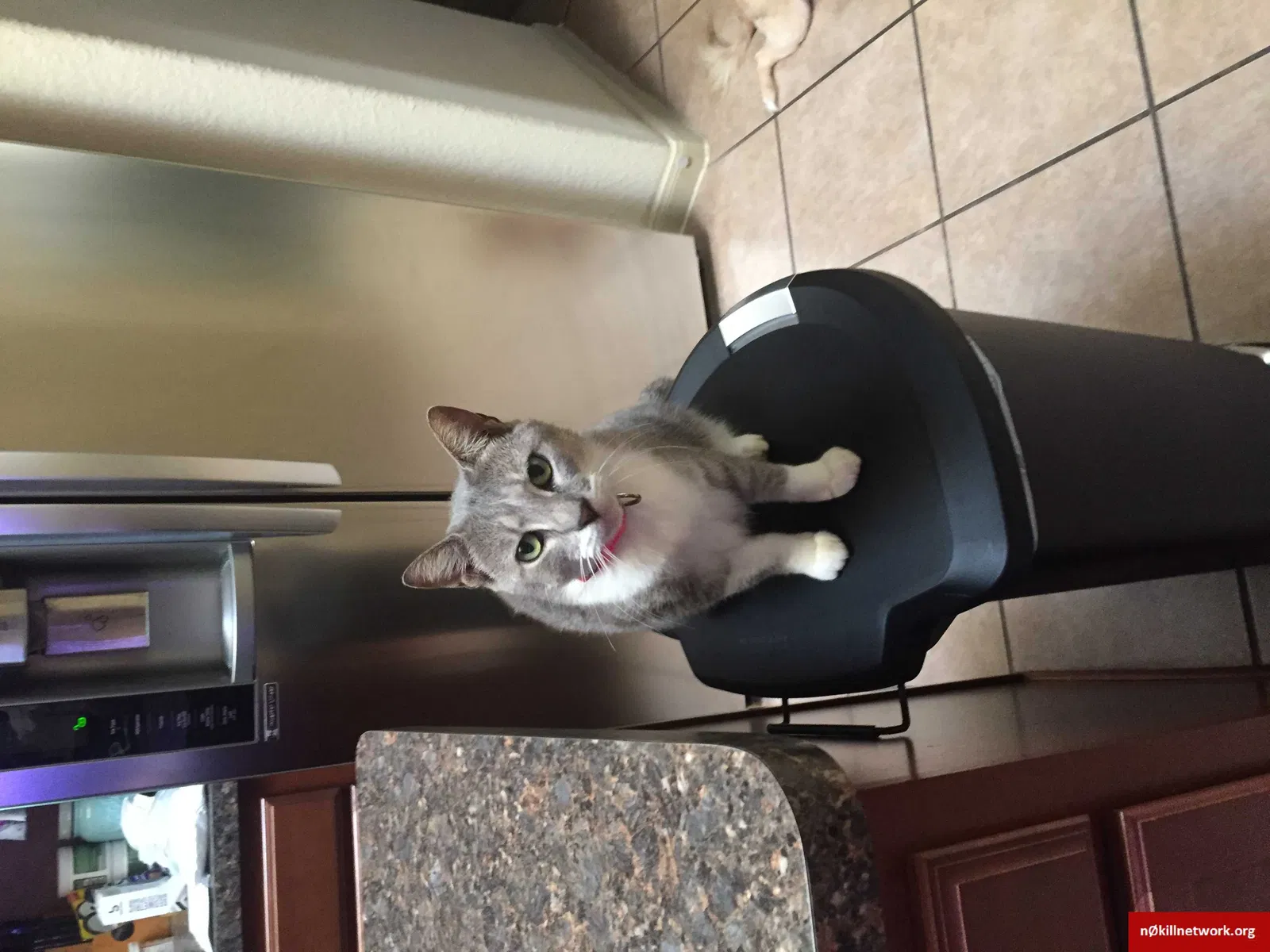 Lost cat in Pearland, TX, 77581