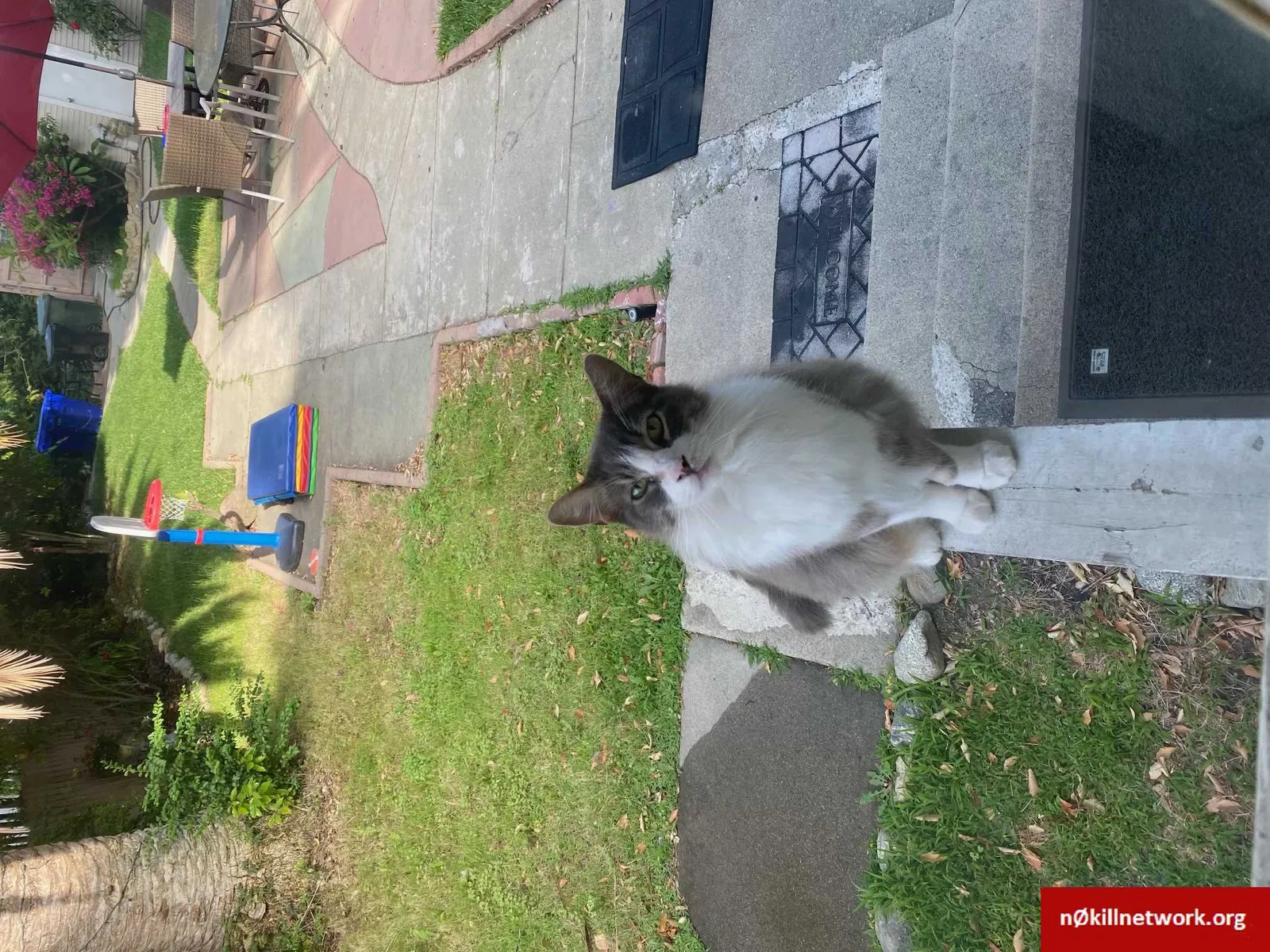 Lost cat in Fontana, CA, 92336