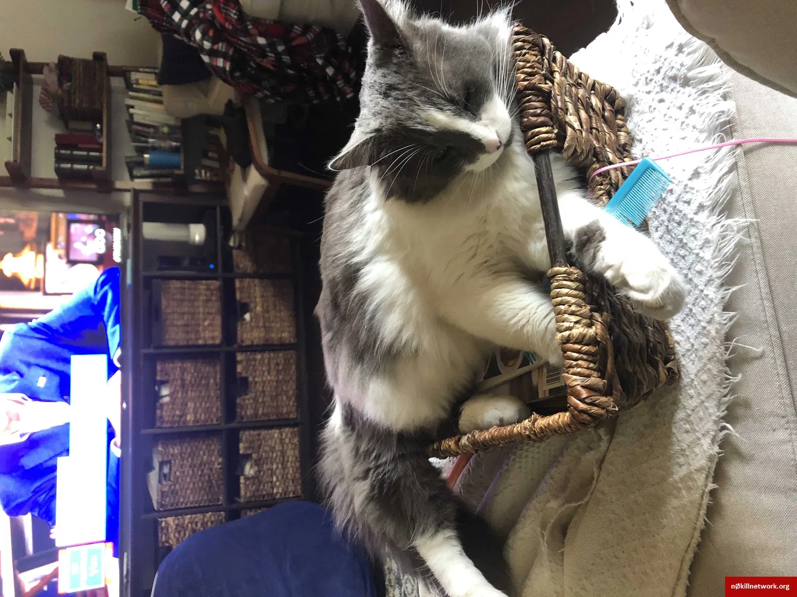 Lost cat in Claremont, CA, 91711