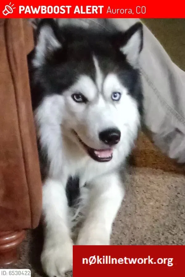 Lost dog in Aurora, CO, 80010