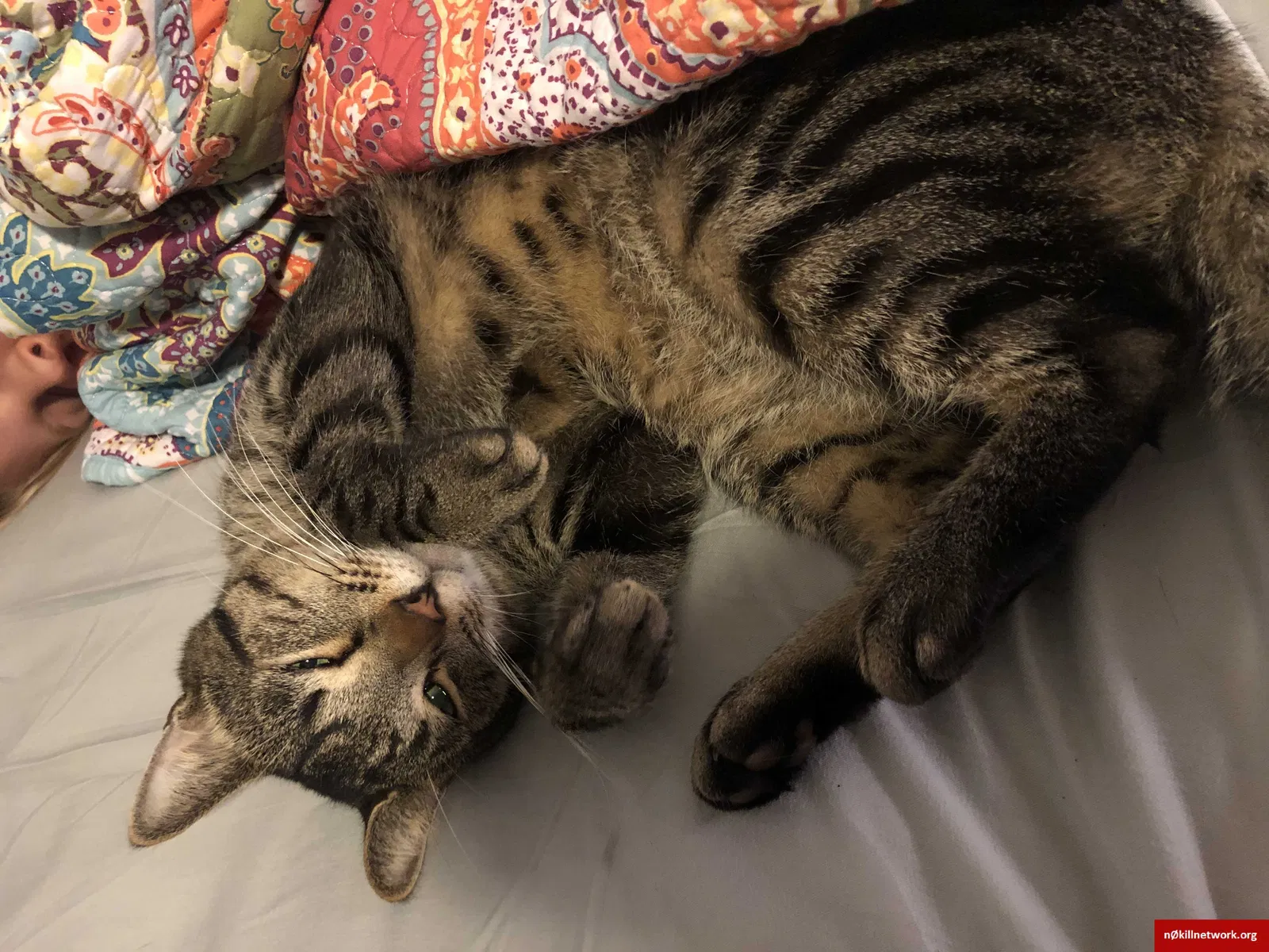 Lost cat in Auburndale, FL, 33823