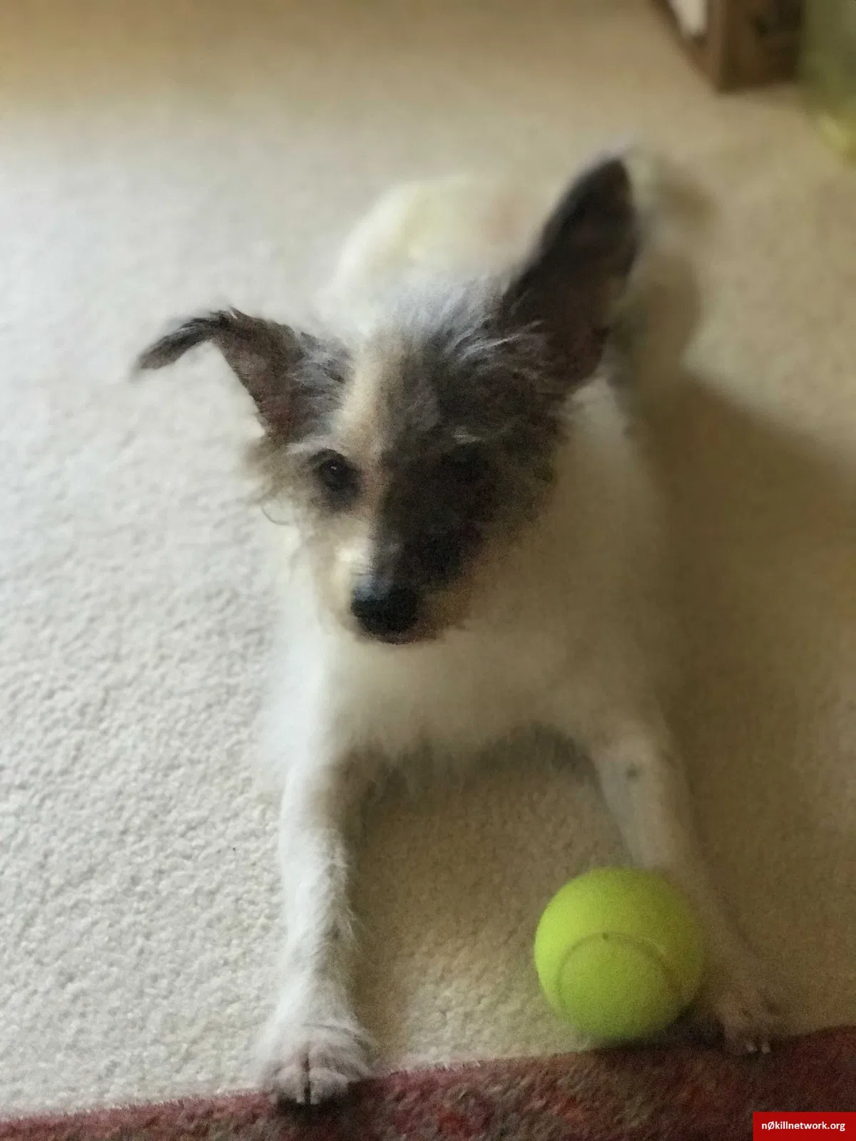 Lost dog in Bonita Springs, FL, 34135