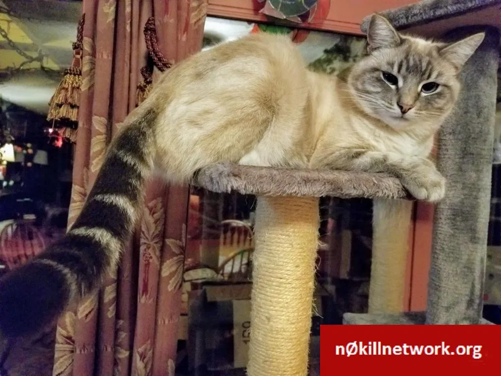 Lost cat in Idaho Falls, ID, 83402