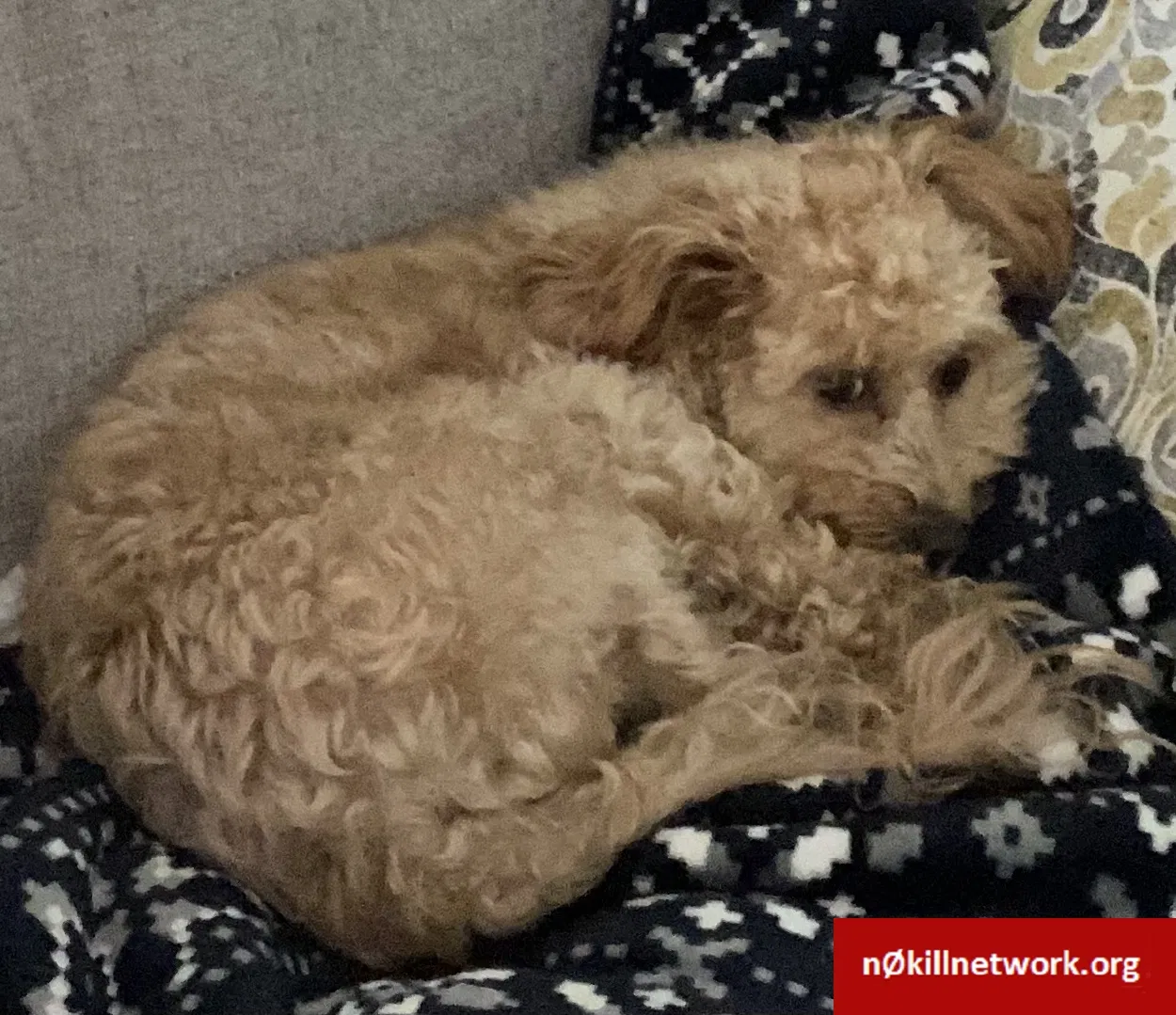 Lost dog in Graham, WA, 98338