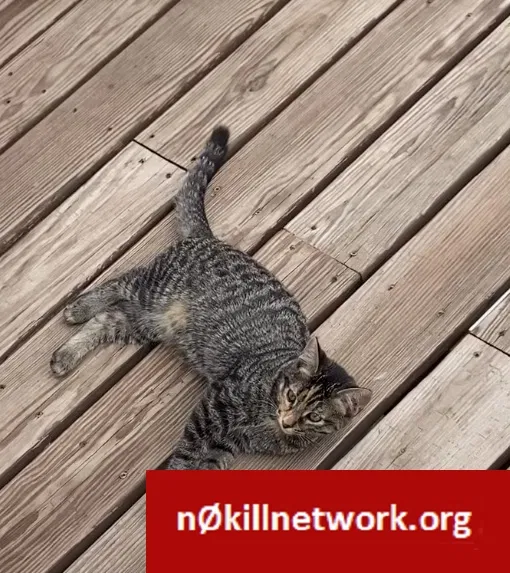 Lost cat in Hamel, MN, 55340