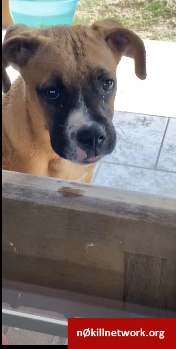Lost dog in Mcallen, TX, 78501
