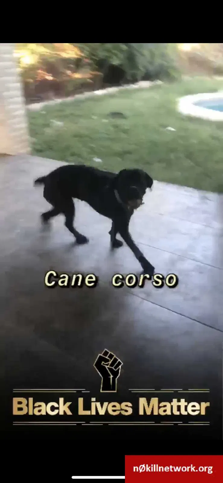 Lost dog in Mcallen, TX, 78501