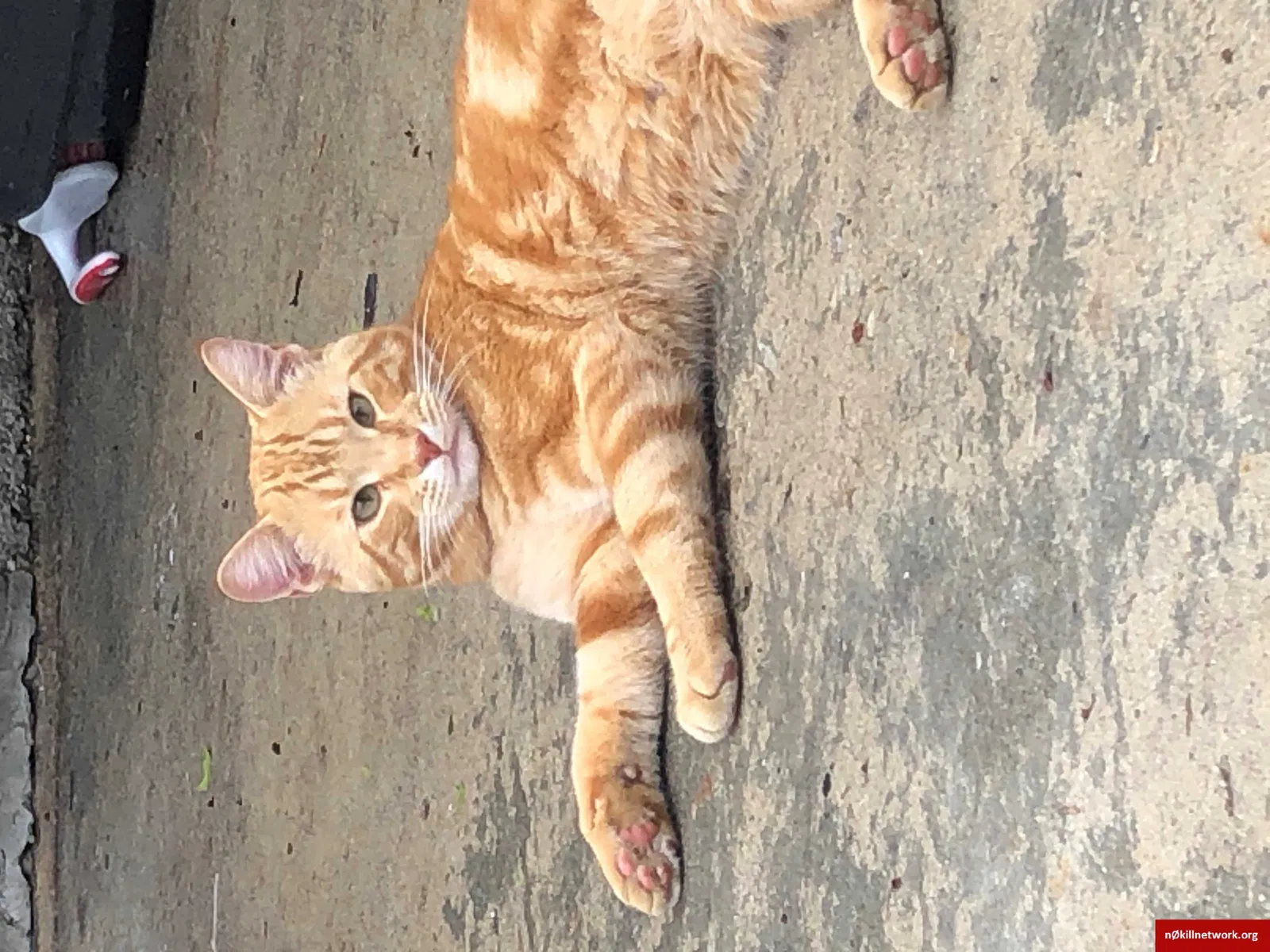 Lost cat in Chicago, IL, 60639