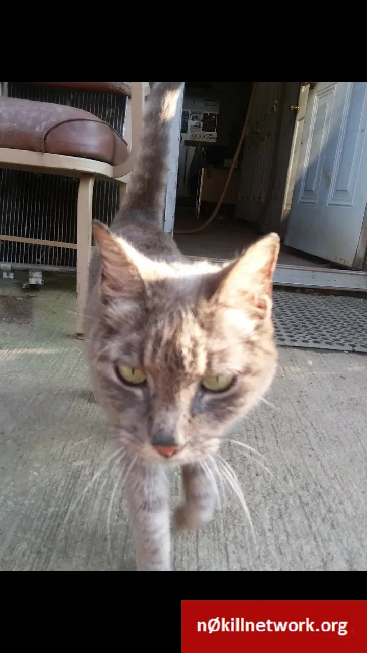 Lost cat in Vandergrift, PA, 15690