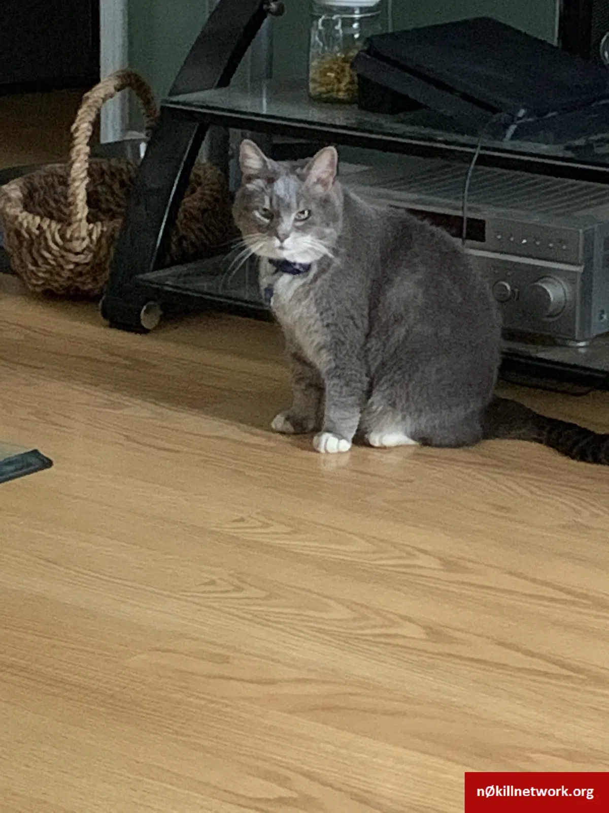 Lost cat in Kannapolis, NC, 28083