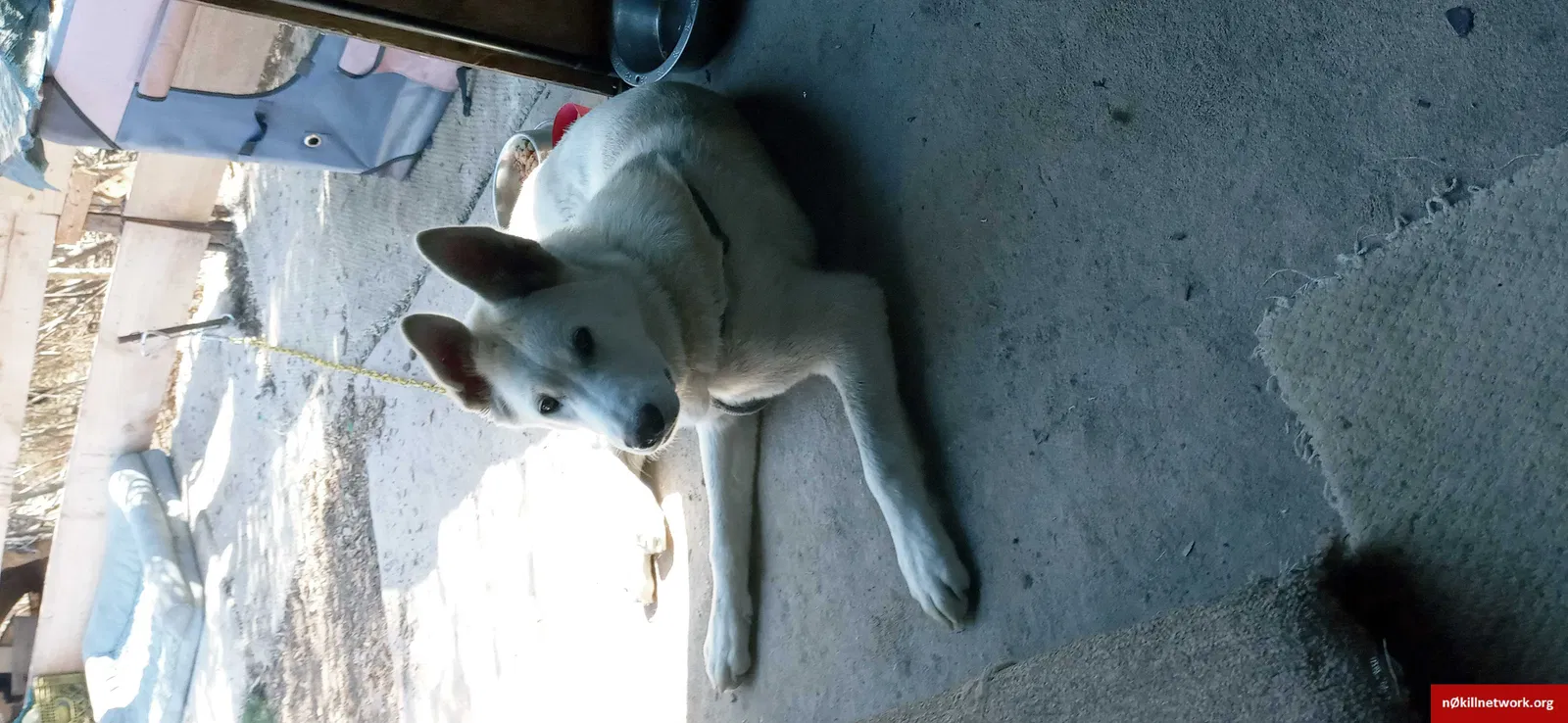 Lost dog in Richmond, CA, 94804