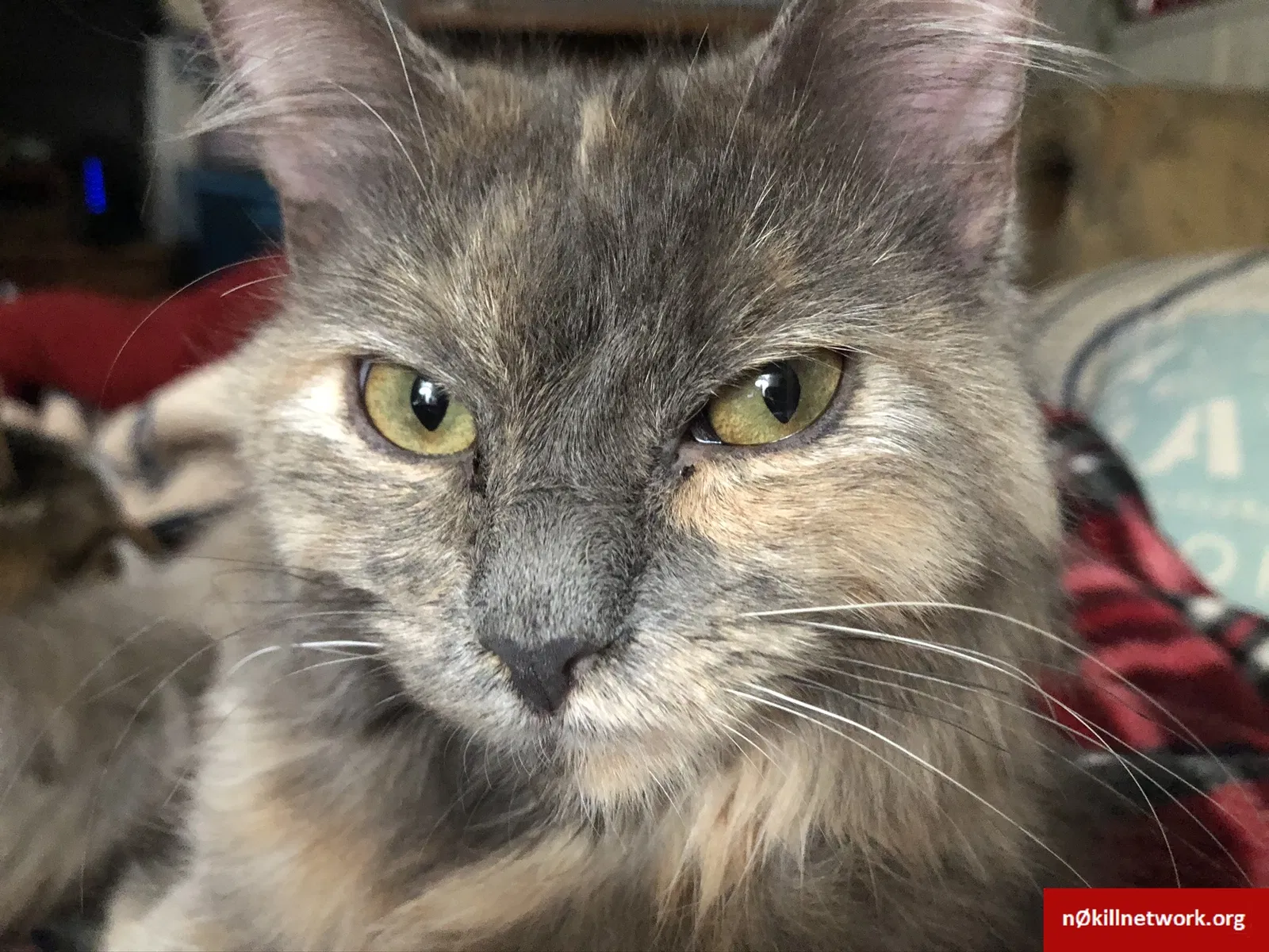 Lost cat in Yucaipa, CA, 92399