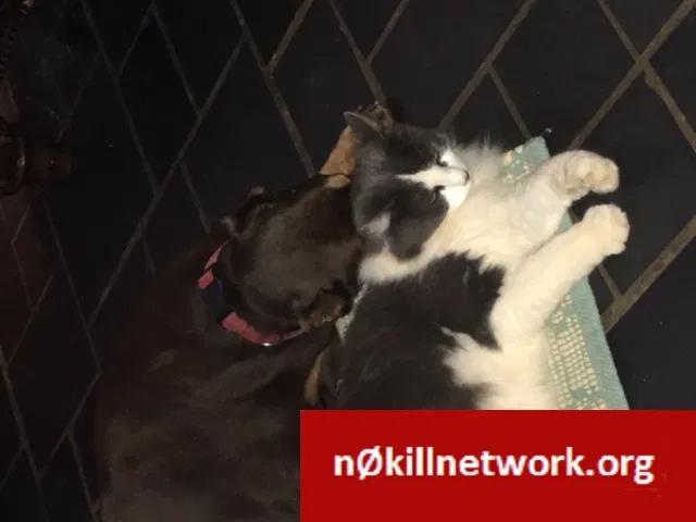 Lost cat in Abbeville, SC, 29620