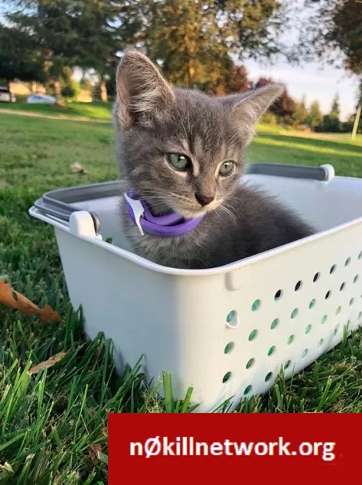 Lost cat in Elk Grove, CA, 95757
