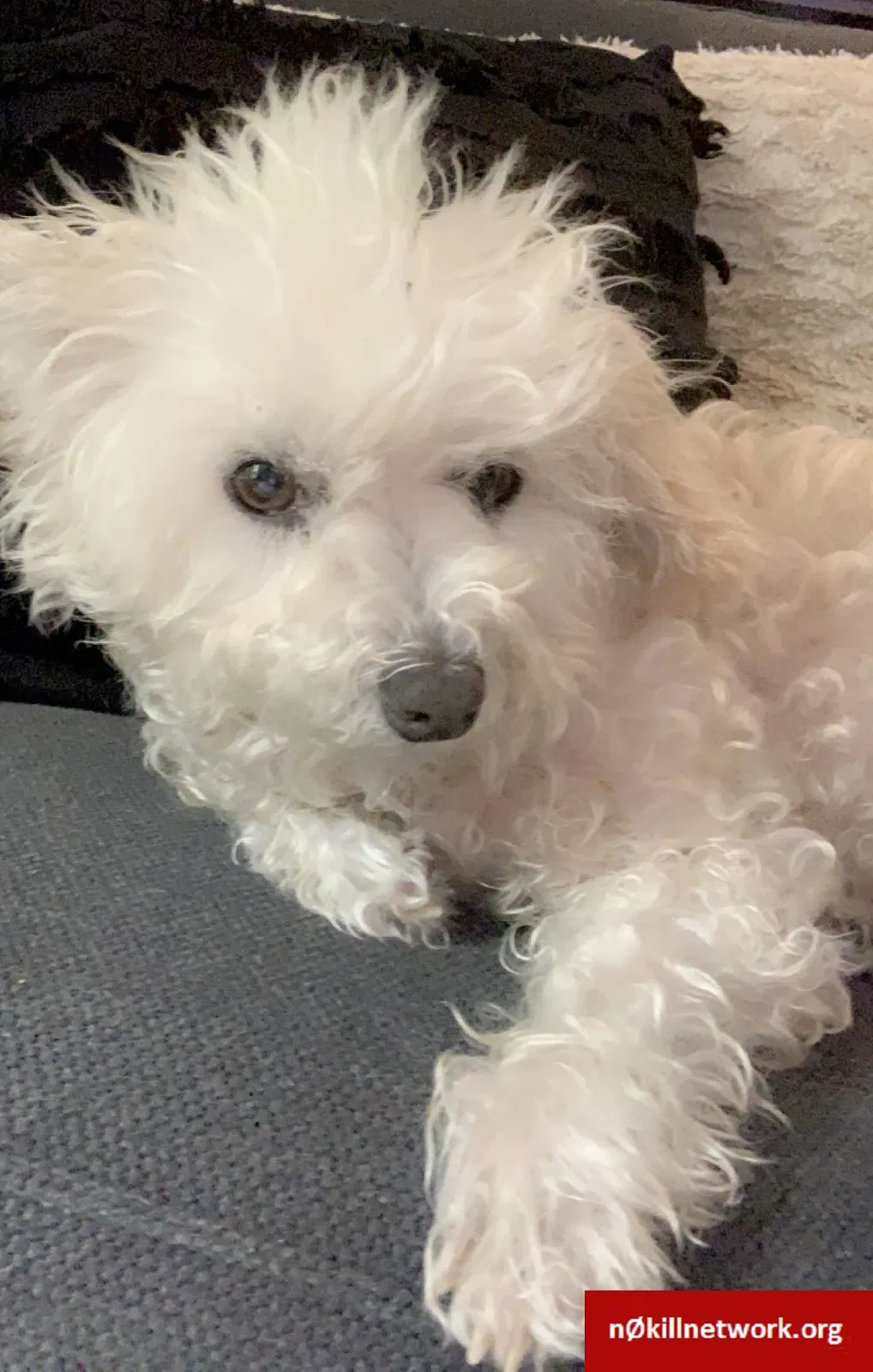 Lost dog in El Sobrante, CA, 94803