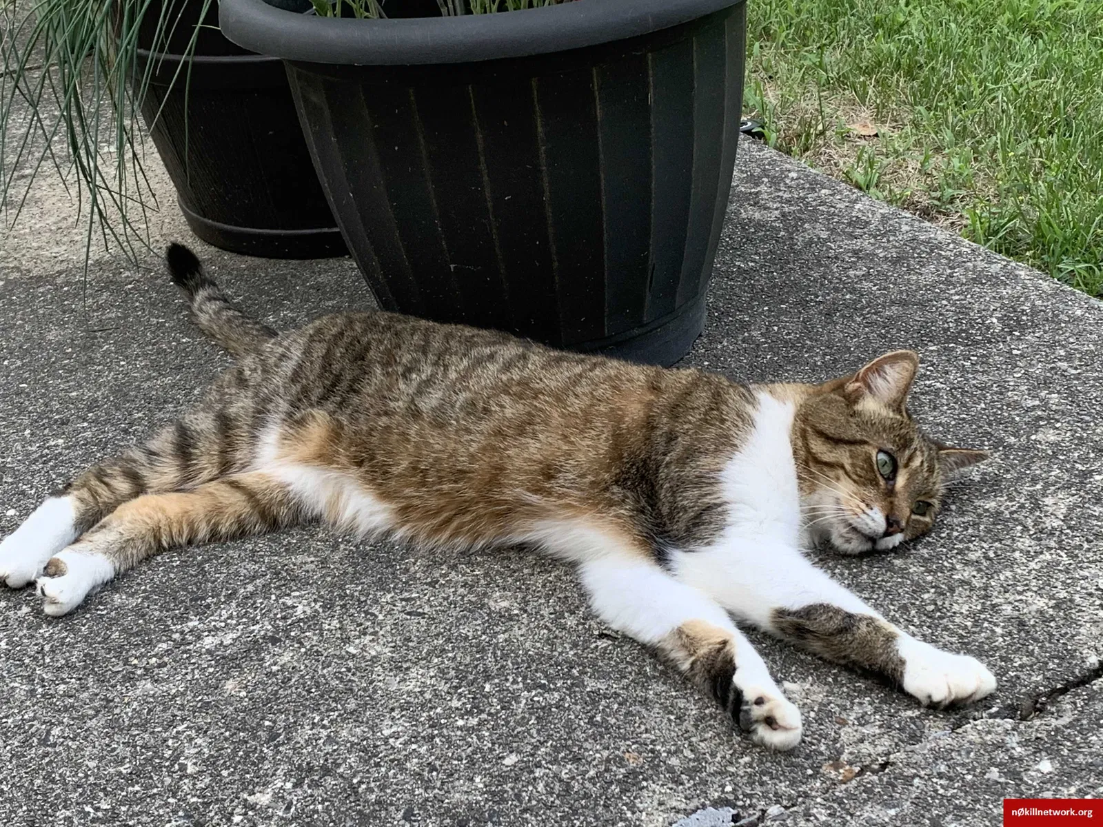 Lost cat in Rochester, MI, 48307