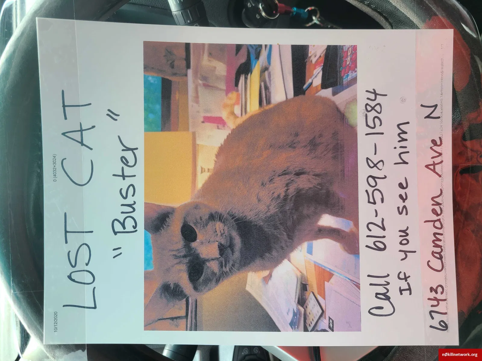 Lost cat in Minneapolis, MN, 55430
