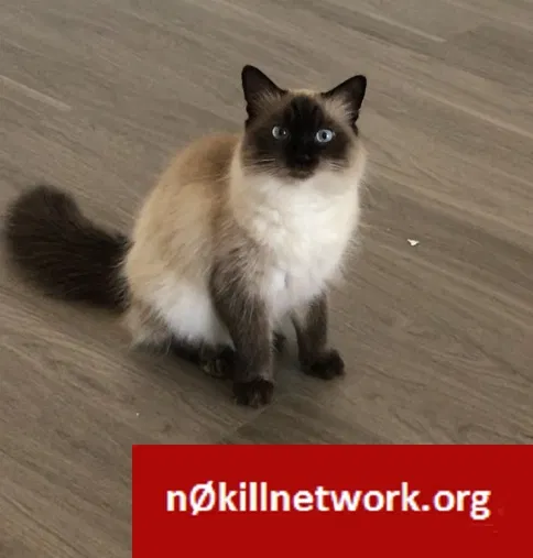 Lost cat in Fresno, CA, 93727