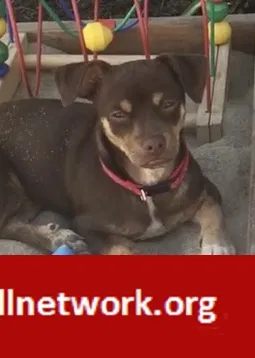 Lost dog in Oakland, CA, 94603