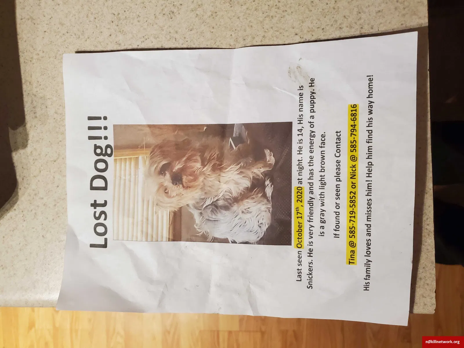 Lost dog in Rochester, NY, 14616