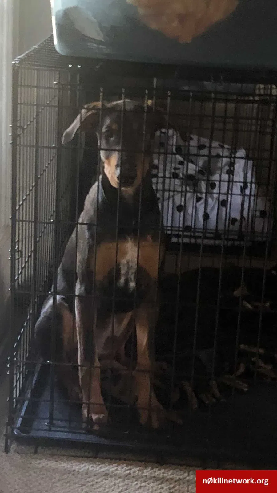Lost dog in Fresno, CA, 93726