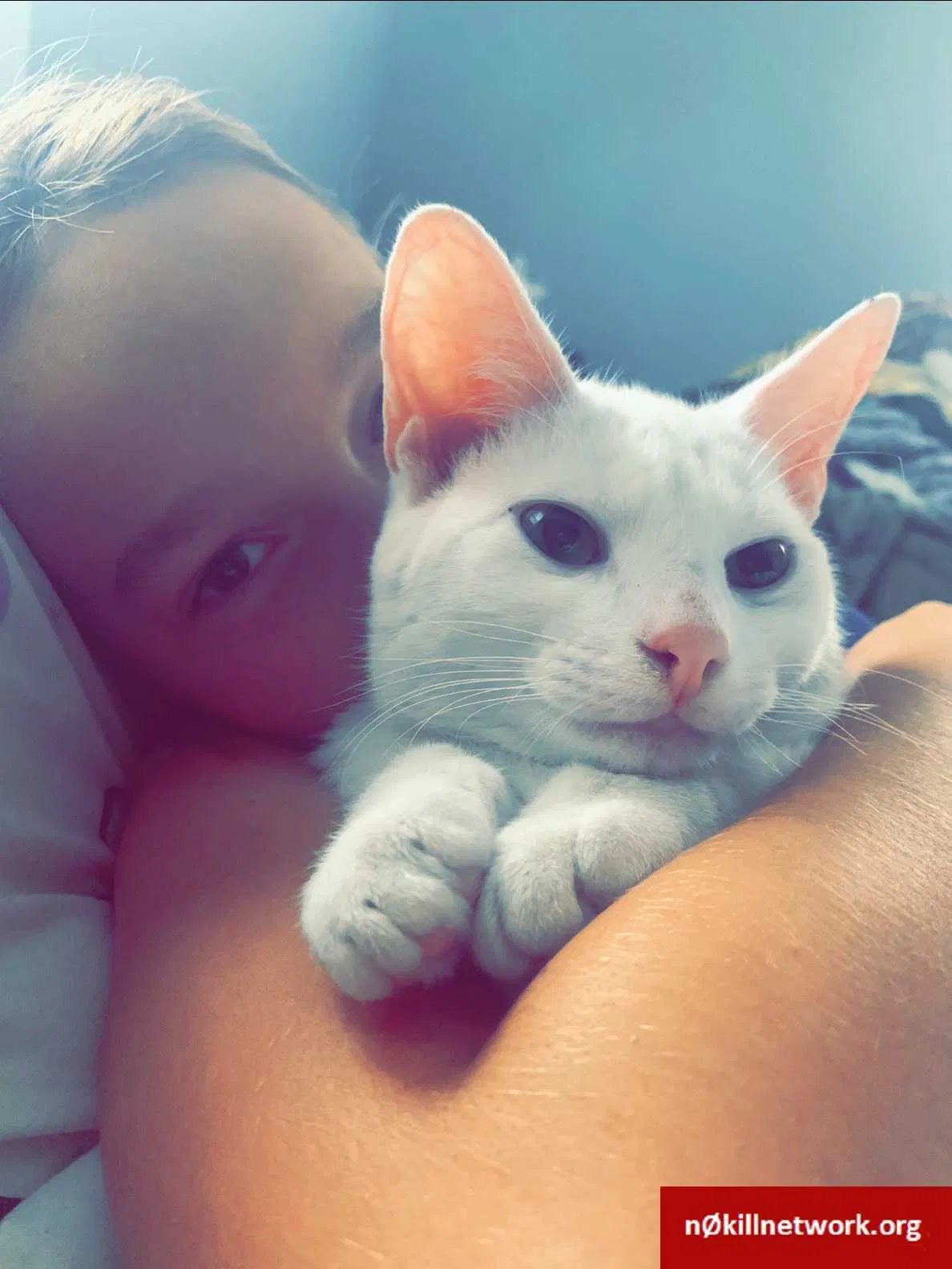 Lost cat in Greenville, SC, 29607