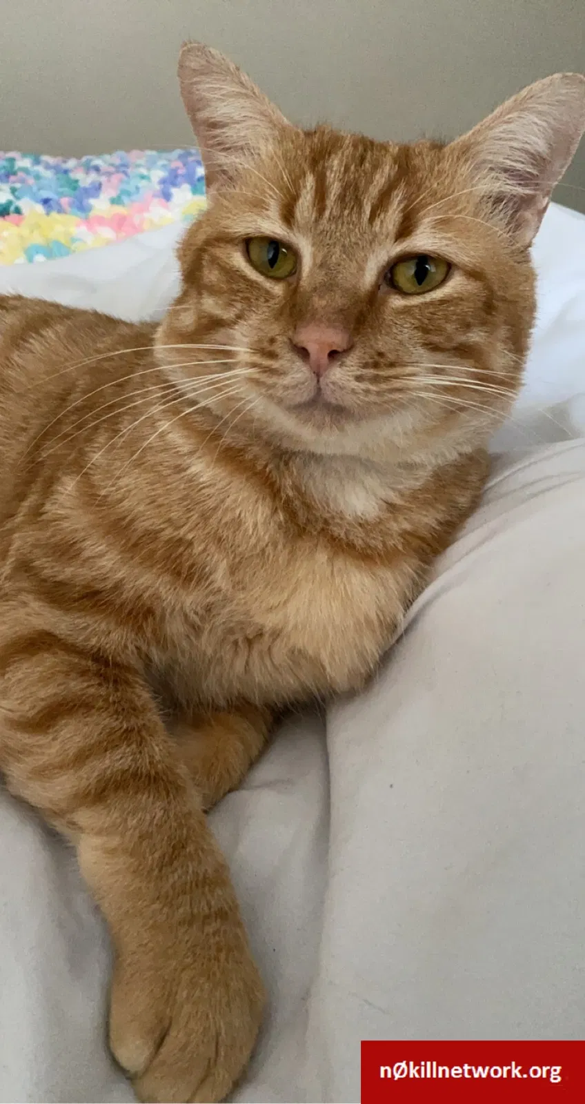 Lost cat in Pensacola, FL, 32514