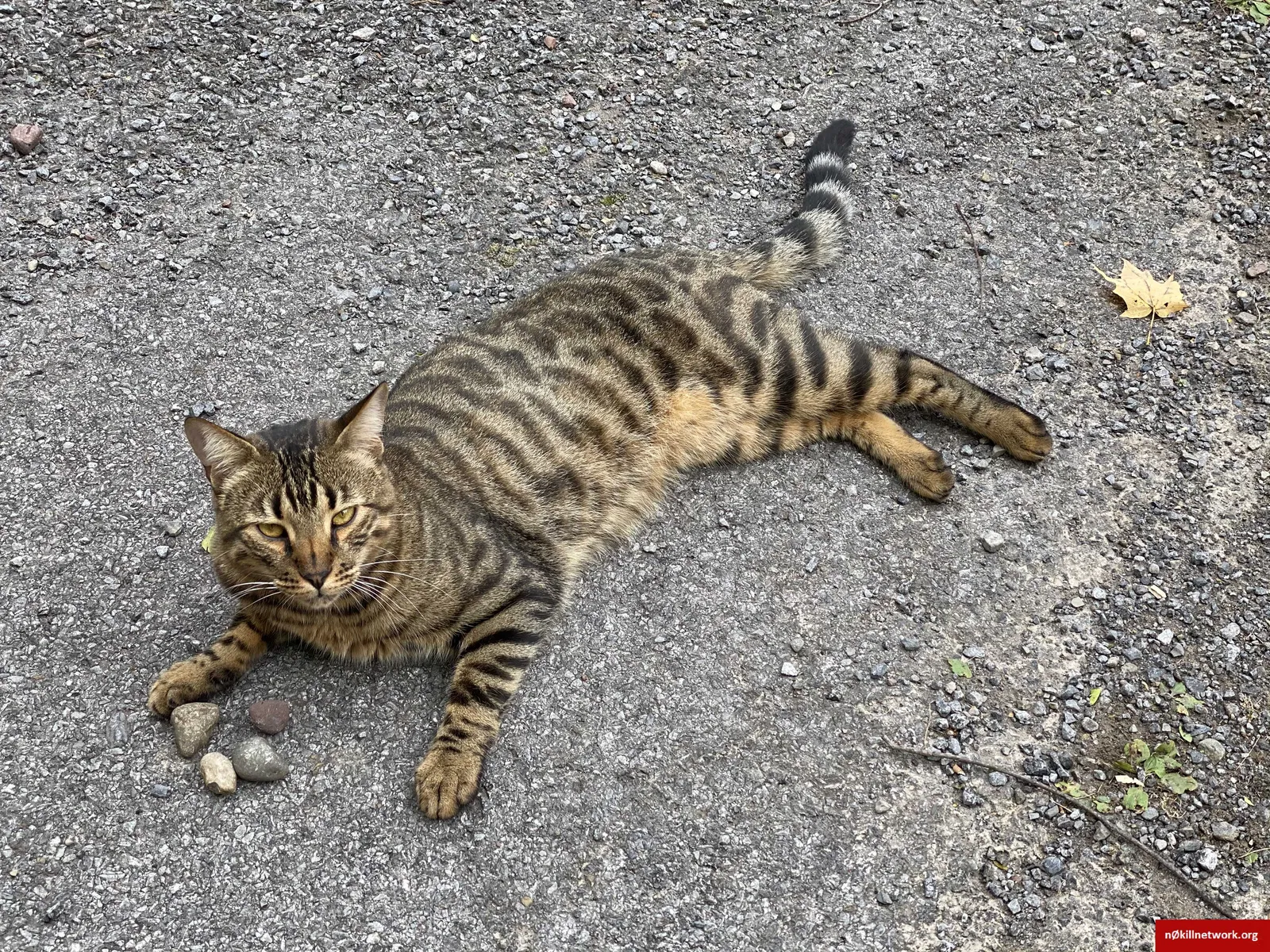 Lost cat in Chittenango, NY, 13037