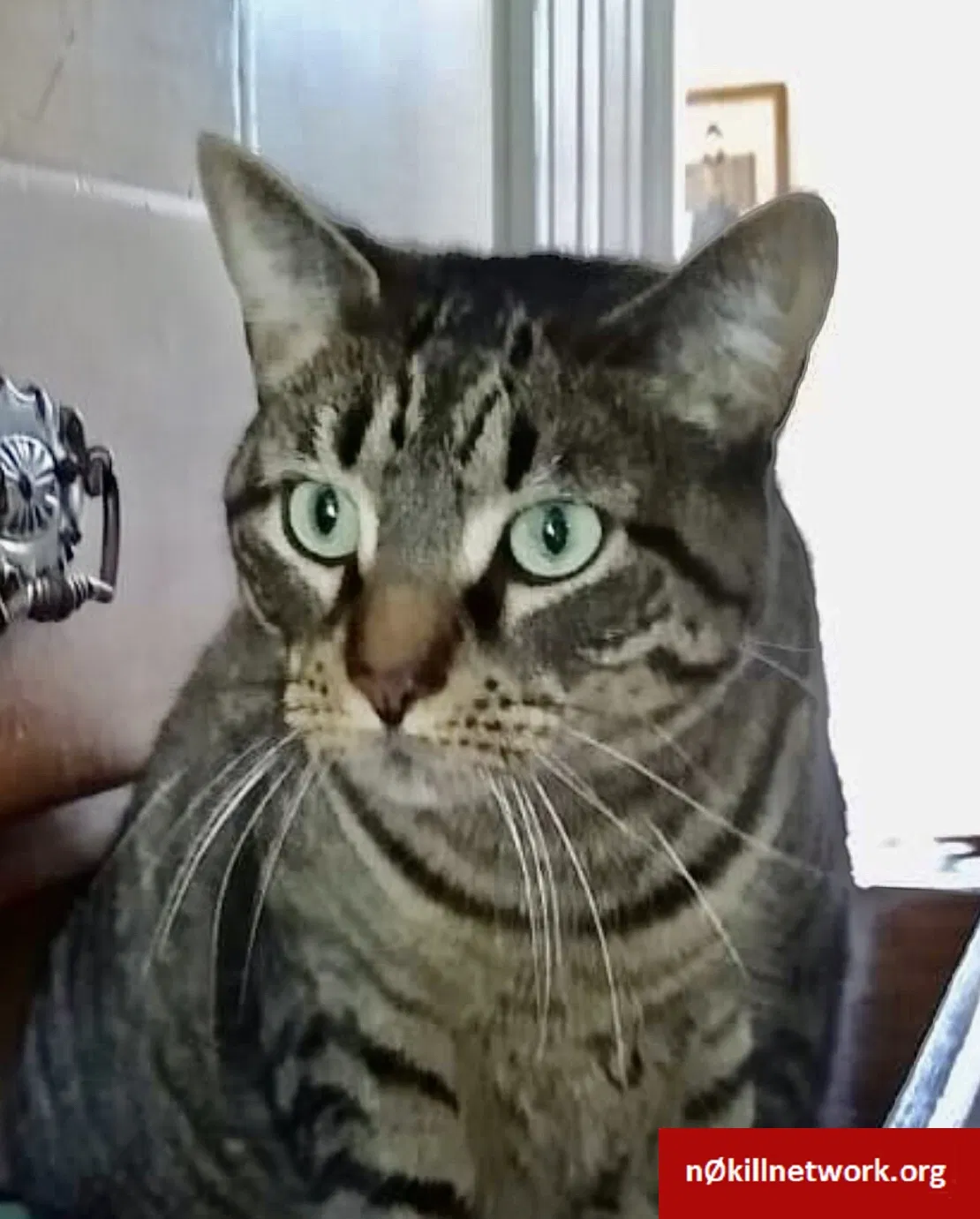 Lost cat in Westport, CT, 6880