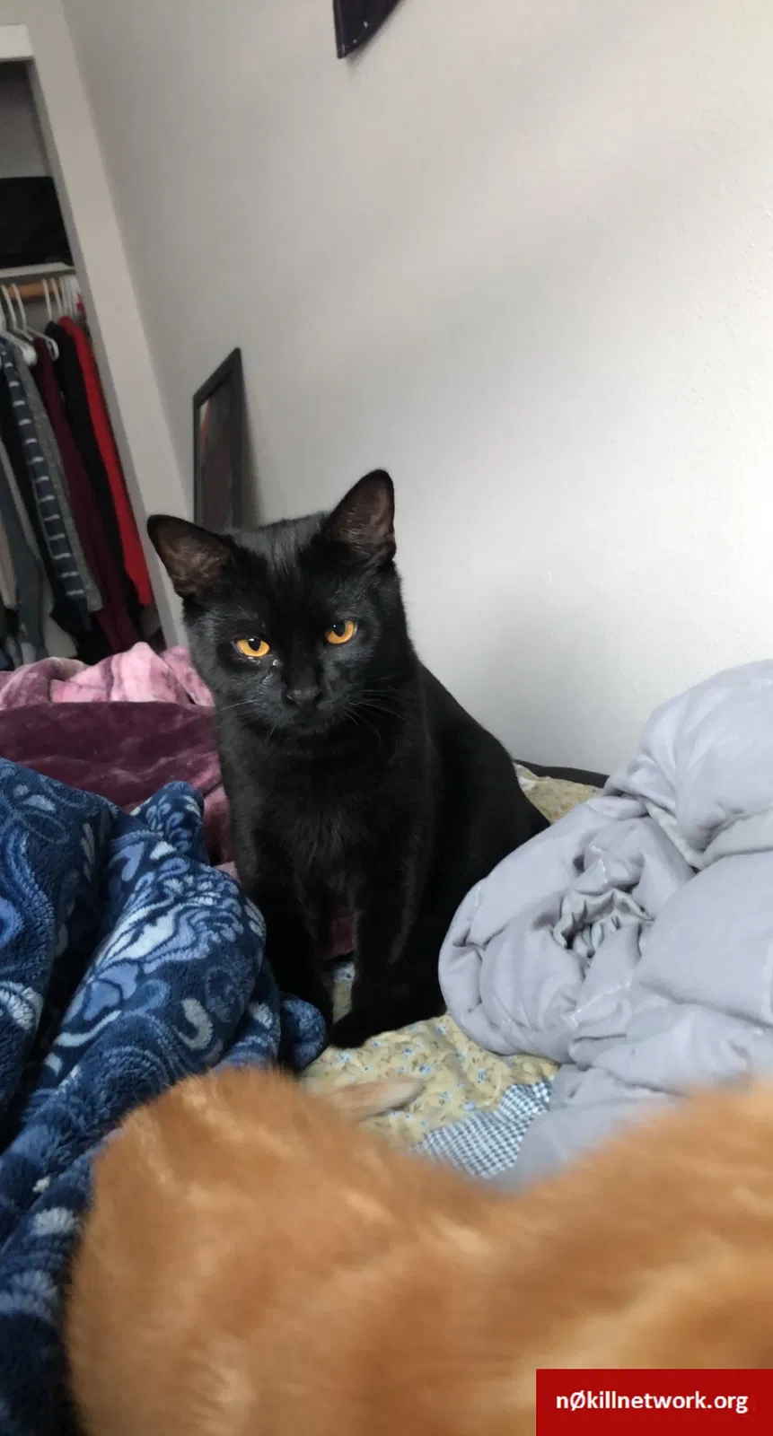 Lost cat in Salem, OR, 97306