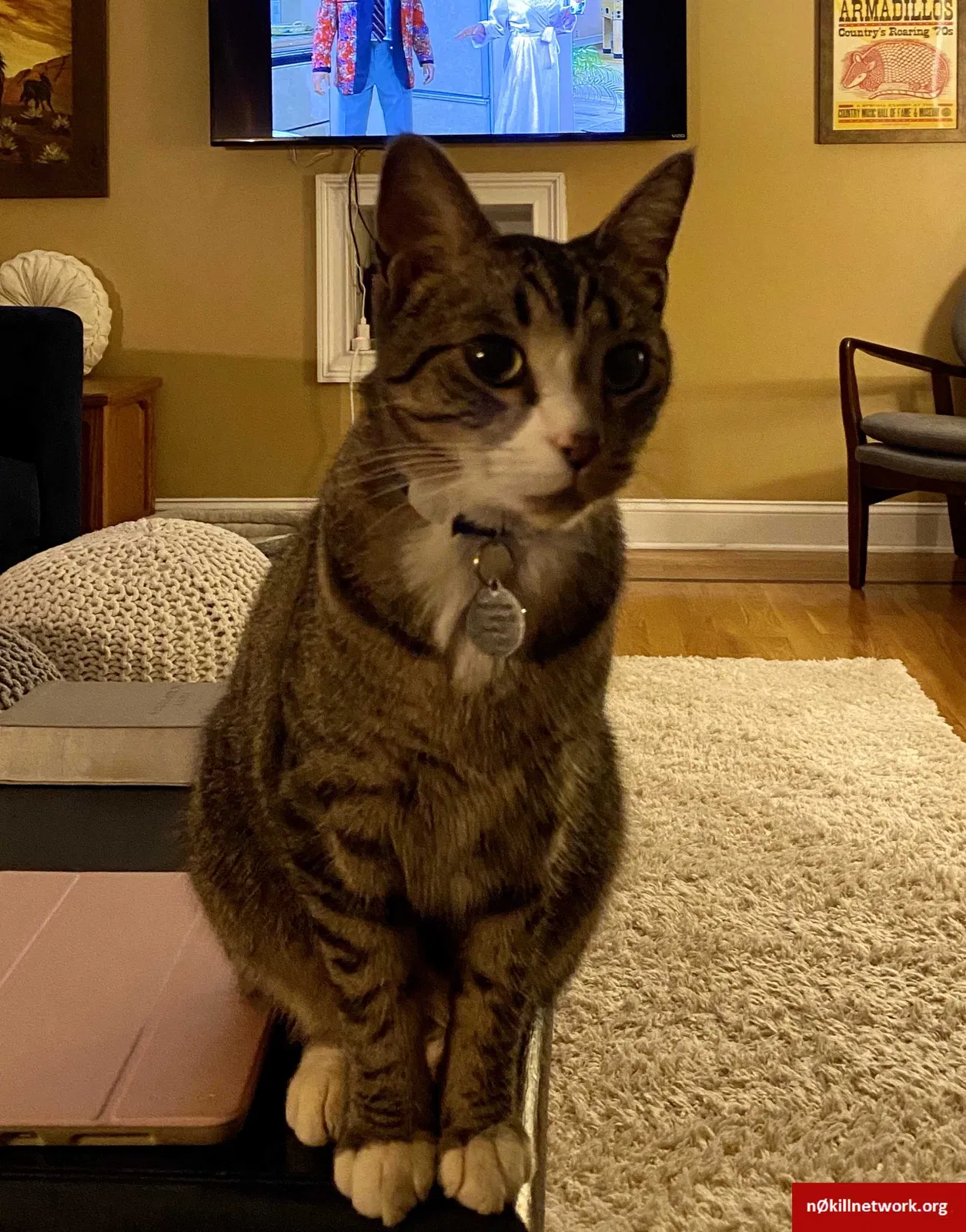 Lost cat in Danville, KY, 40422