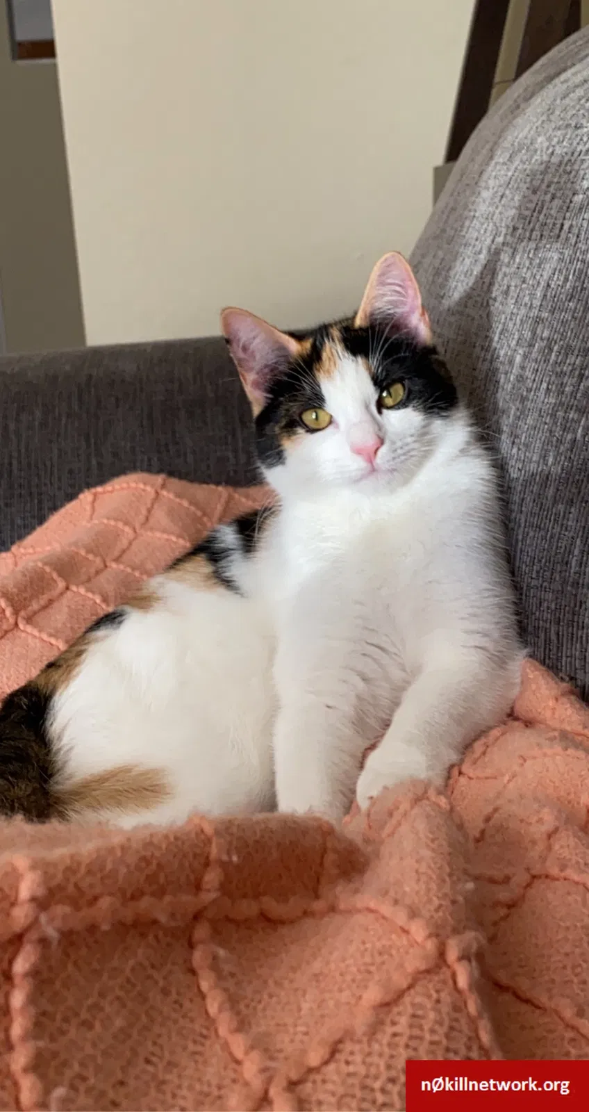 Lost cat in Chattanooga, TN, 37412