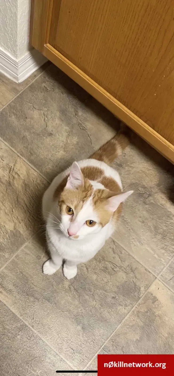 Lost cat in Tampa, FL, 33647