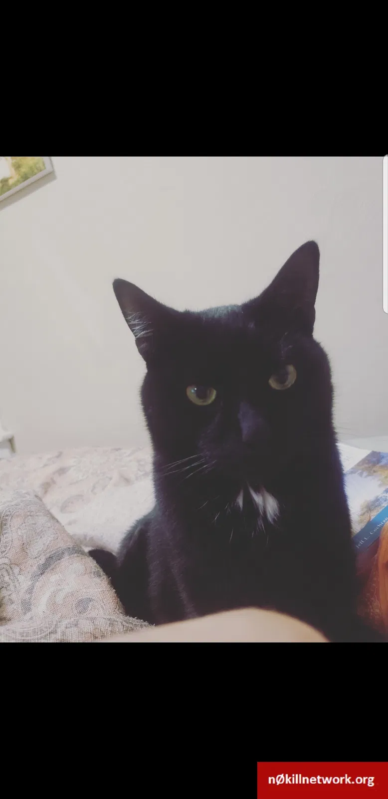 Lost cat in Spokane, WA, 99207