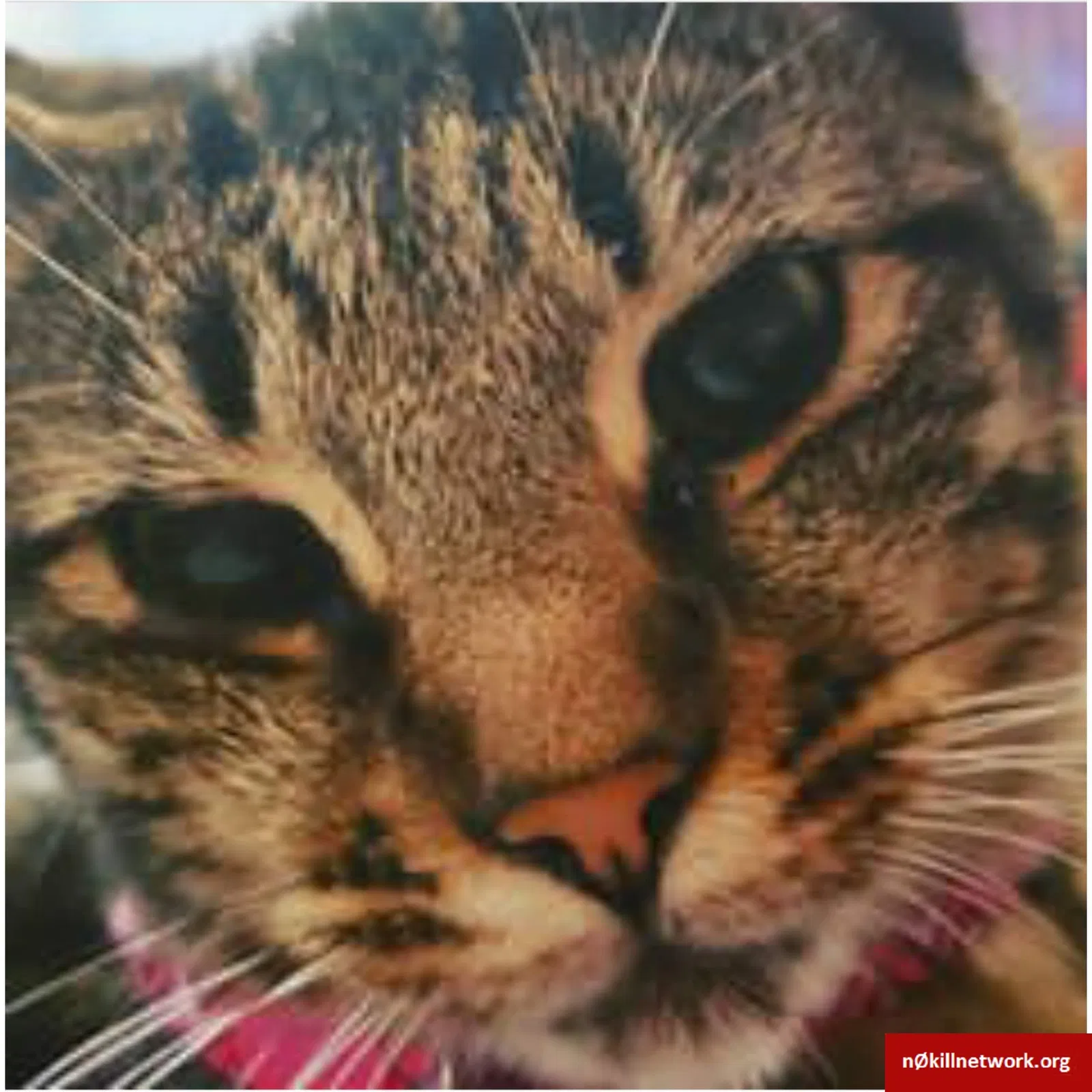 Lost cat in Sheridan, OR, 97378