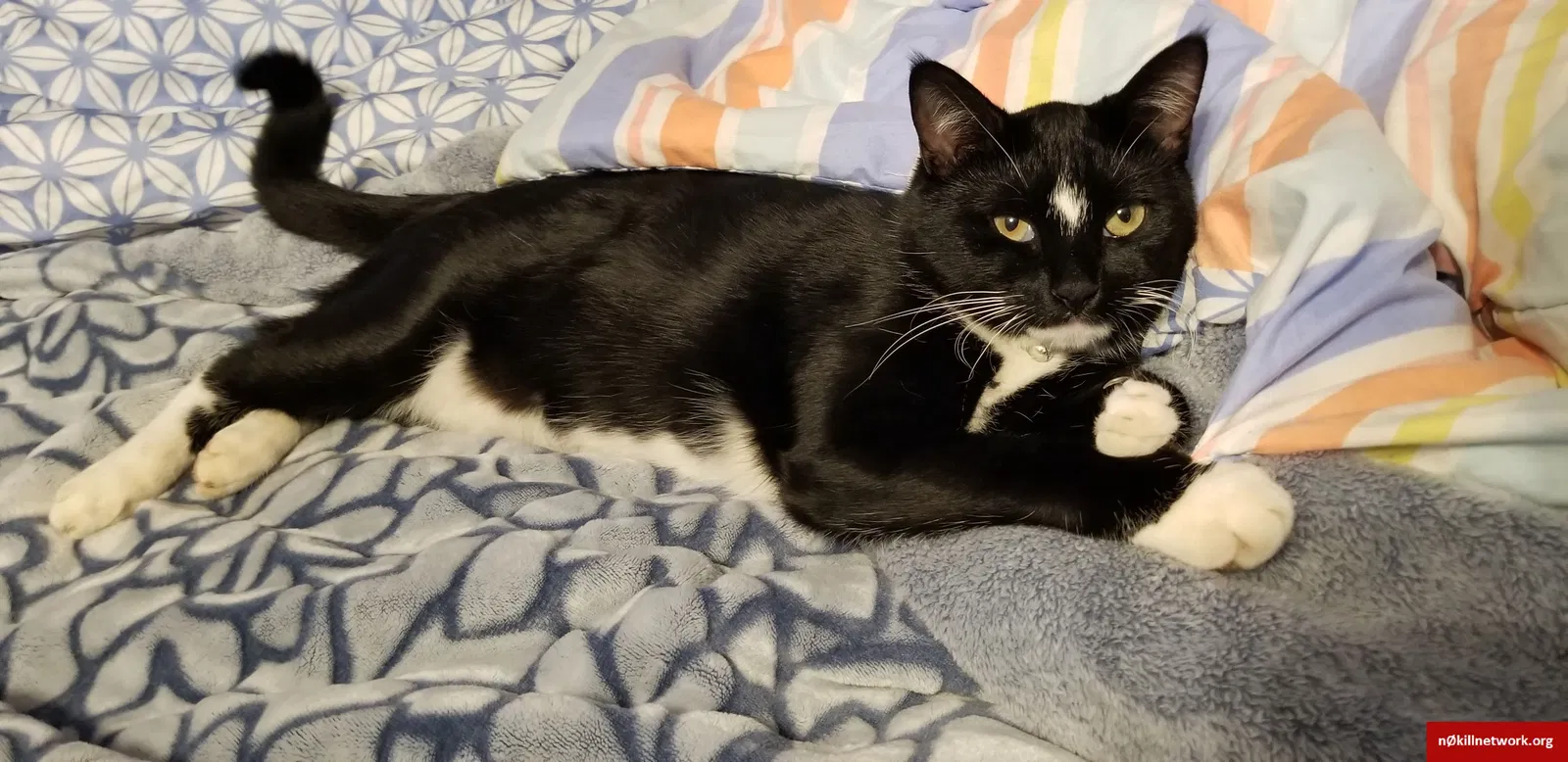 Lost cat in Gray Court, SC, 29645