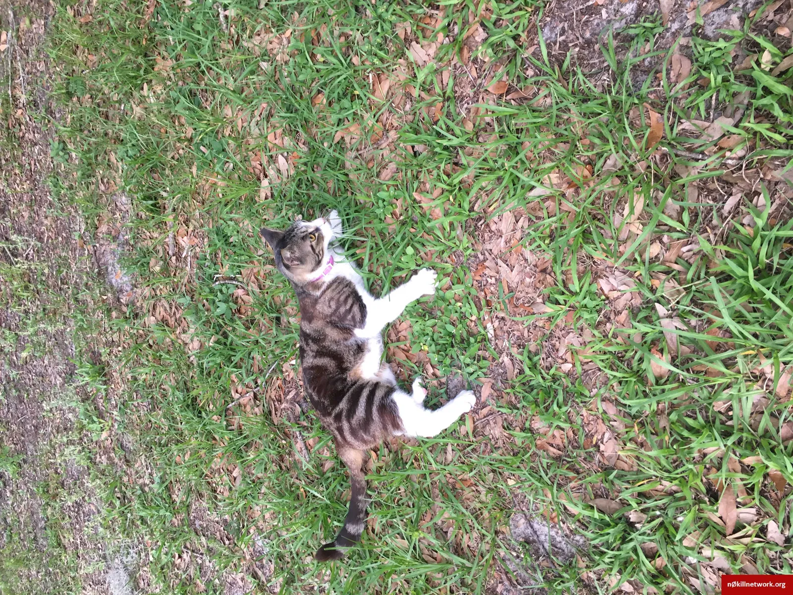 Lost cat in Lutz, FL, 33549