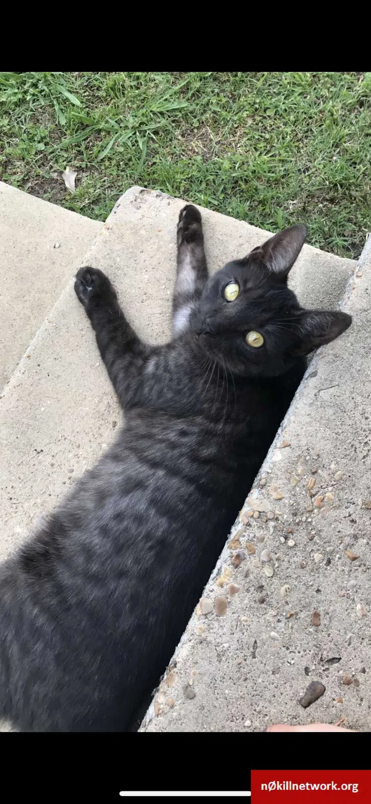 Lost cat in Metairie, LA, 70005