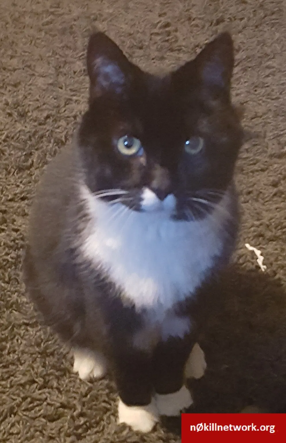 Lost cat in Medina, OH, 44256