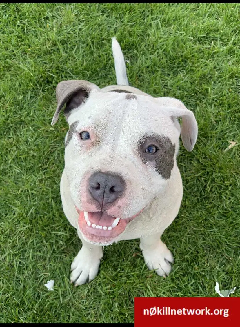 Lost dog in Chicago, IL, 60619