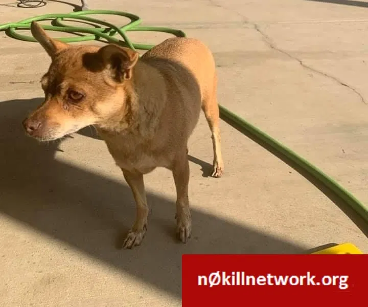 Found dog in Visalia, CA, 93277