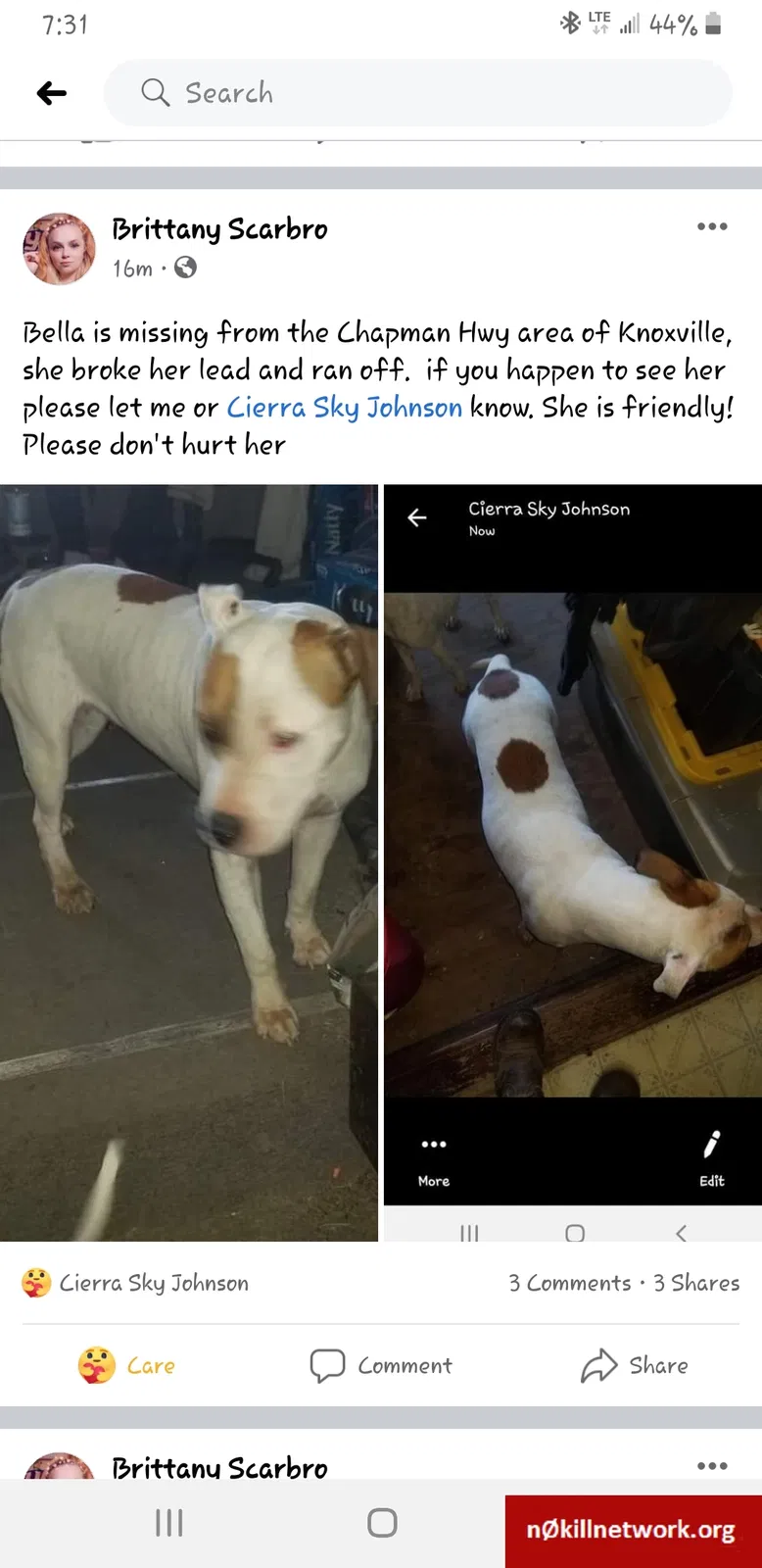 Lost dog in Knoxville, TN, 37920